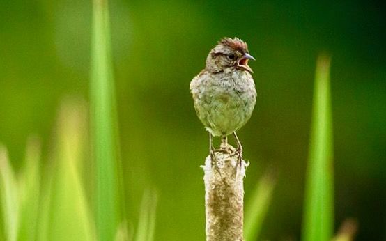 Swamp Sparrow in Searsmont, Waldo Co., Maine by Fyn Kyn is licensed under CC BY 2.0.